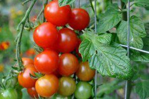 Описание томата любимый праздник и правила выращивания рассады
