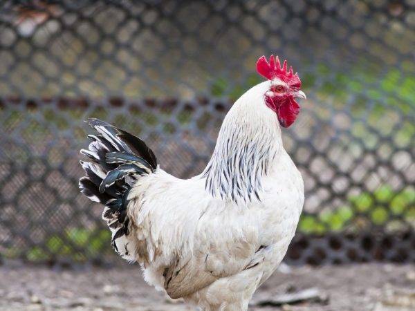 Адлерская серебристая порода кур: описание и выращивание