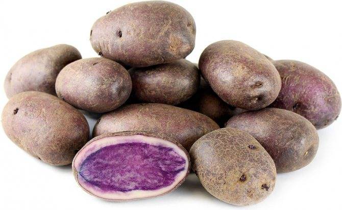 Фиолетовый картофель – концентрат здоровья