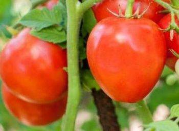 Как вырастить томат «джина»: характеристика и описание сорта