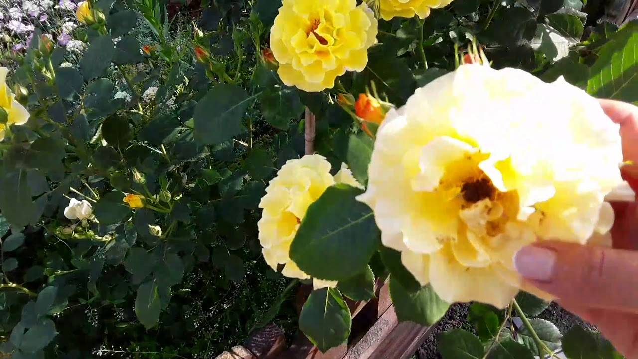 Плетистые розы: сорта и их описания в каталоге с названиями