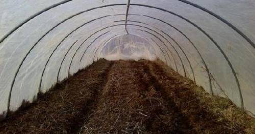 Подкормка огурцов в теплице из поликарбоната: чем удобрять весной и как подготовить почву и грядки?