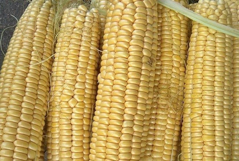 Кукуруза: описание растения, виды и польза