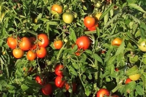 Описание урожайного сорта томата тести f1 и его выращивание