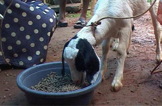 Как сделать кормушку для козы своими руками