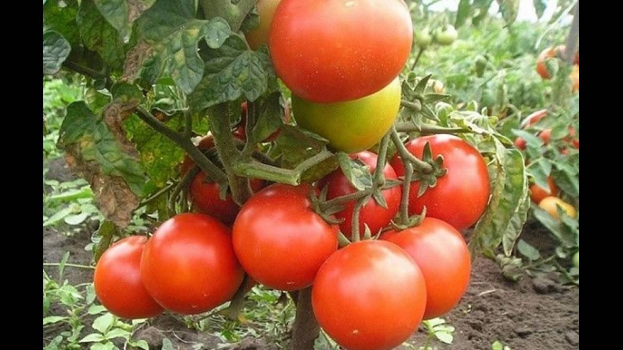 Популярный сорт российской селекции — томат «фатима»: описание, характеристики, фото