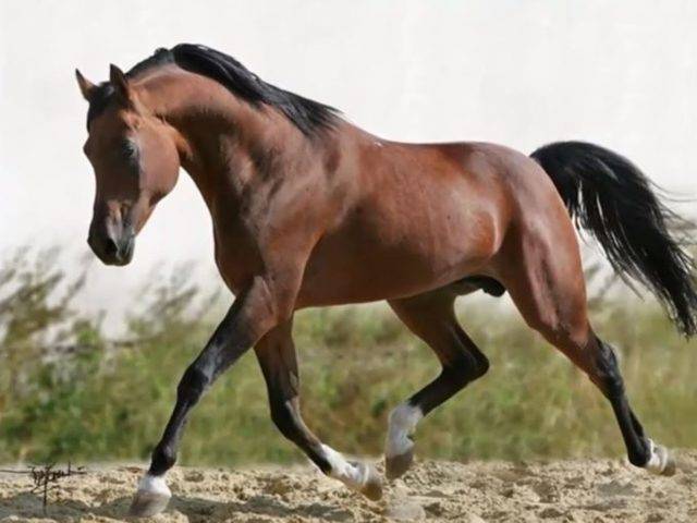 Английская чистокровная верховая — самая быстрая скаковая лошадь
