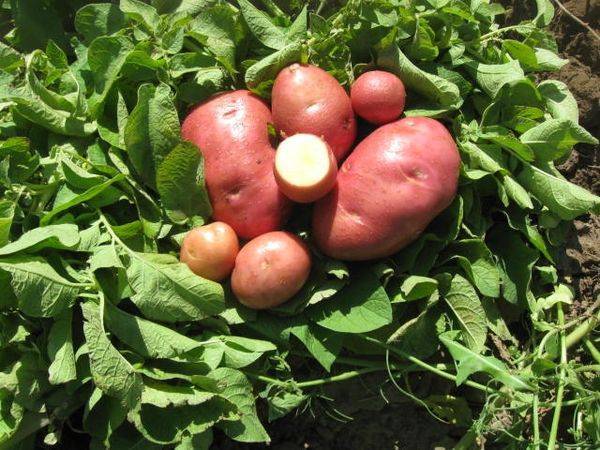 Картофель «розара»: описание сорта, фото и отзывы