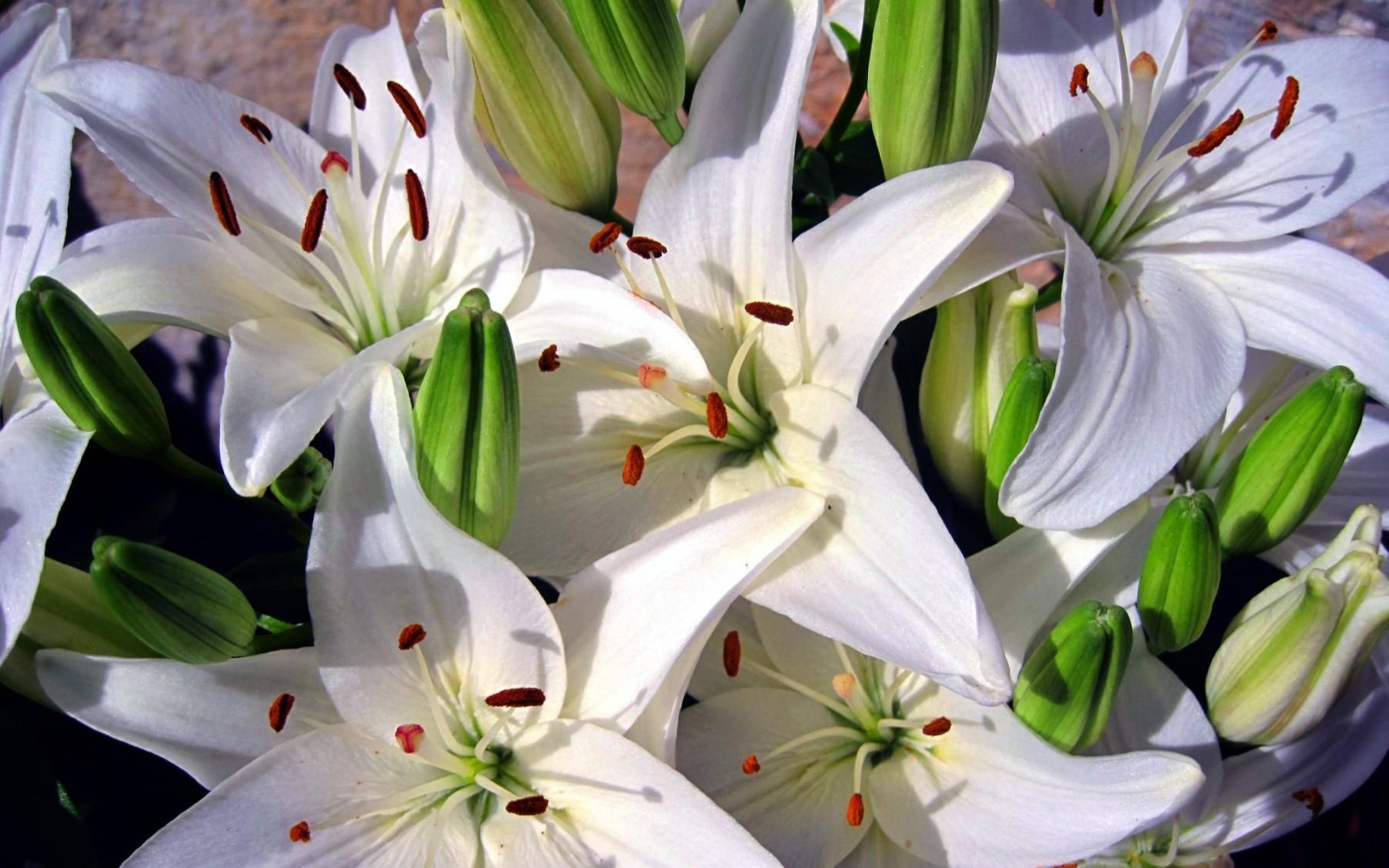 Многолетний цветок —  лилия восточная с описанием и фото