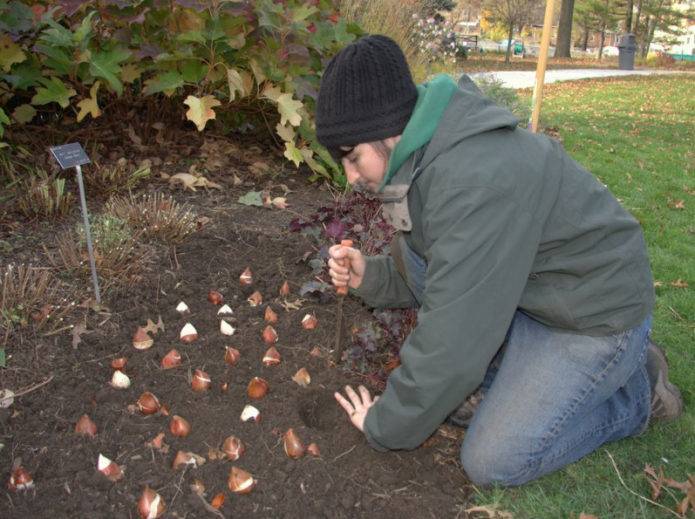 Тюльпаны осенью — когда и как сажать луковицы тюльпанов под зиму