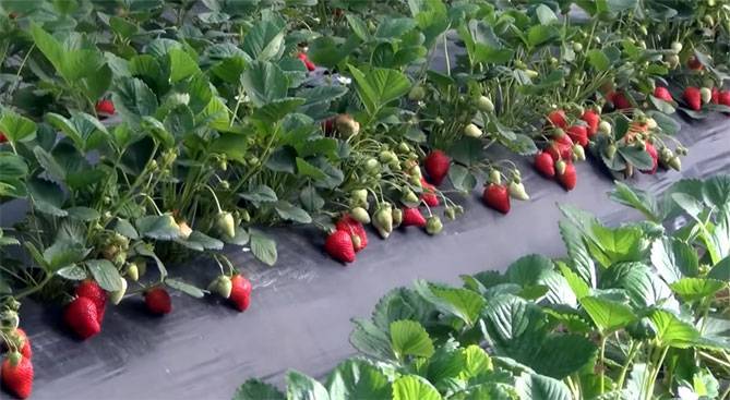 Клубника альба: описание урожайного раннего сорта ягоды