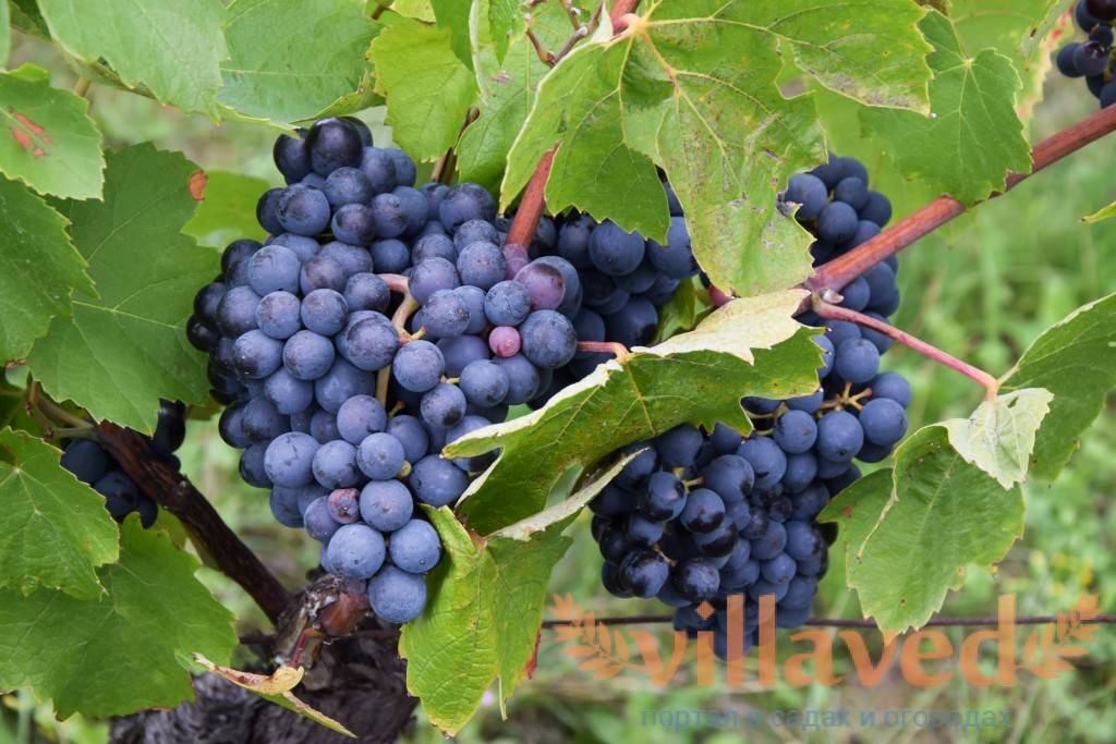 Как определить спелость винограда на кусту. что нужно помнить о созревании ягод?