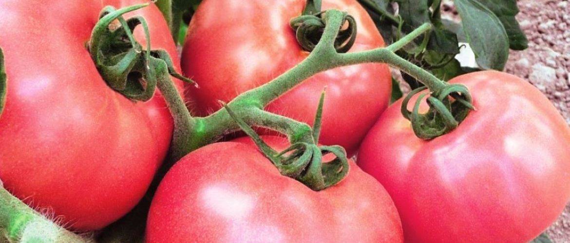 Любимый томат «малиновый мед»: описание сорта, рекомендации по выращиванию