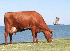 Красная степная порода коров: описание и преимущества разведения