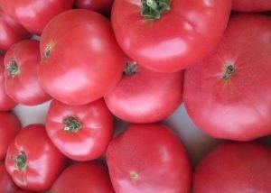 Прекрасный урожай в короткие сроки — сорт томата «король ранних» описание и характеристики
