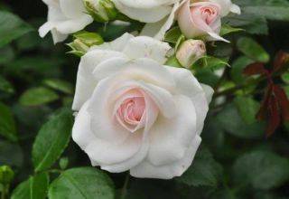 Характеристика роз сорта «амадеус» и правила их выращивания