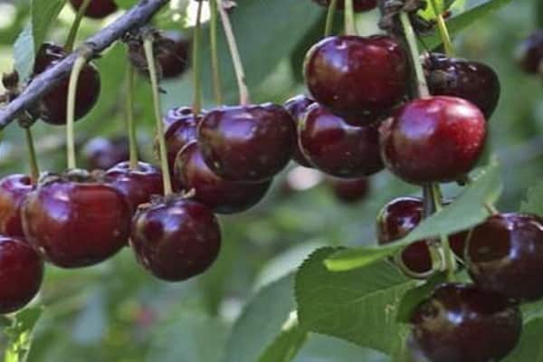 Характеристики сорта вишни саратовской селекции расплетка, преимущества и недостатки