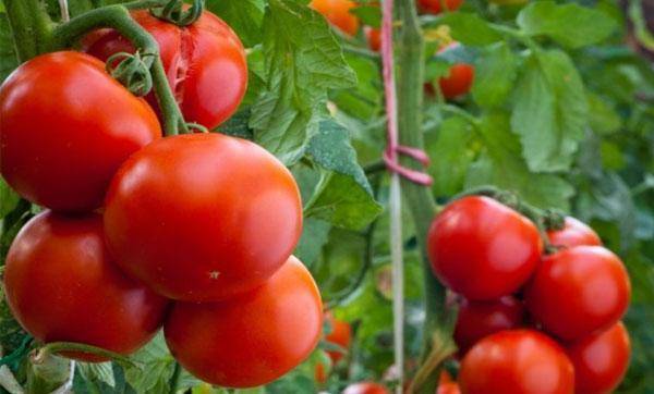 Сорт помидор, подходящий для всей россии — описание гибридного томата «красный купол»