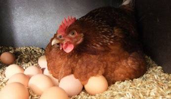 Выбираем лучшую яичную породу кур: особенности содержания и разведения