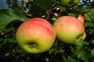 10 самых популярных летних сортов яблок