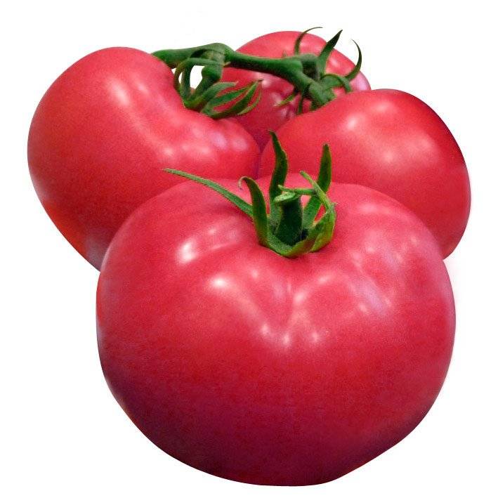 Выращивание томата кибиц