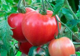 Лучшие сорта гигантских томатов [описание, особенности, фото и видео]