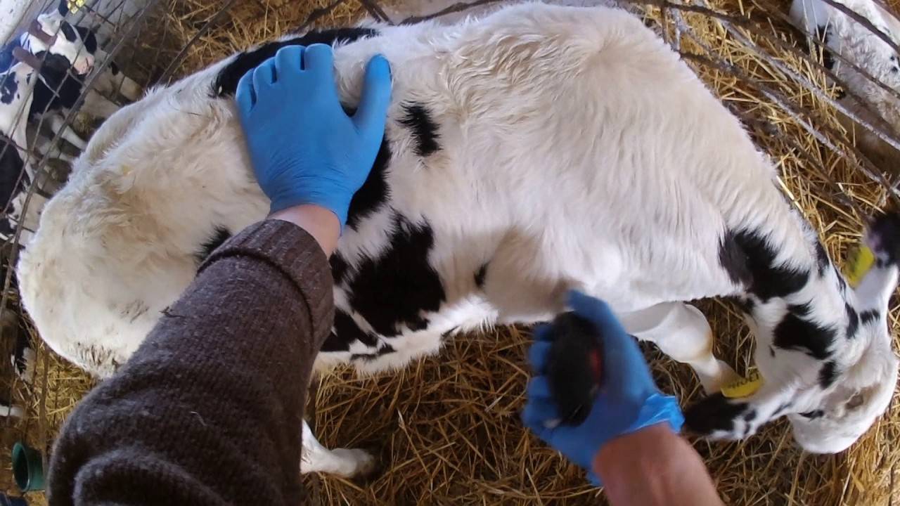 Что это может быть, если у козы шишка на шее и как обнаружить и правильно лечить