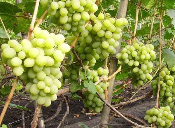 Плюсы и минусы выращивания винограда сорта аркадия