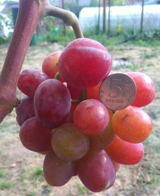 Описание и тонкости выращивания винограда сорта лорано
