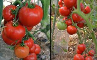 Описание сорта томата Бочонок, его характеристика и урожайность