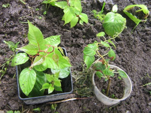Актинидия с собственного огорода: особенности выращивания «киви» в разных регионах