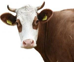Лечение атонии преджелудков у коровы