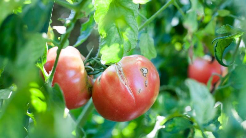 Почему трескаются томаты в теплице при созревании
