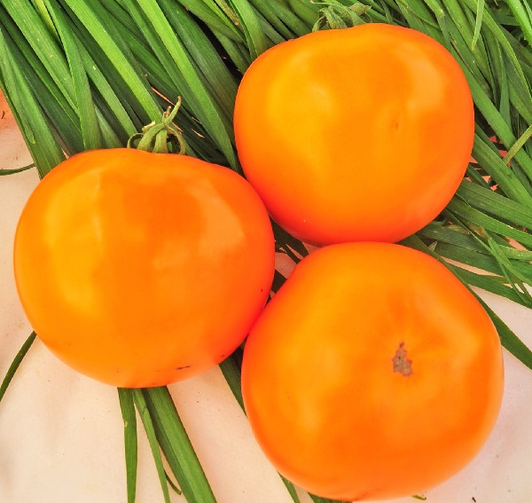 Сорт помидора «хурма»: описание, характеристика, плюсы, минусы, урожайность, фото, видео и самые распространенные болезни томатов