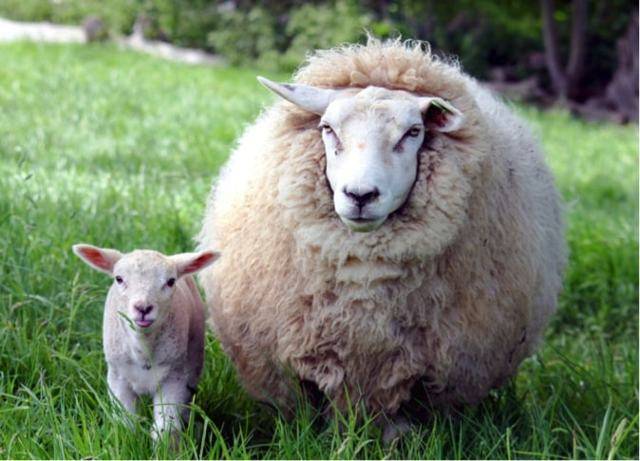 Кормление овец в зимний период