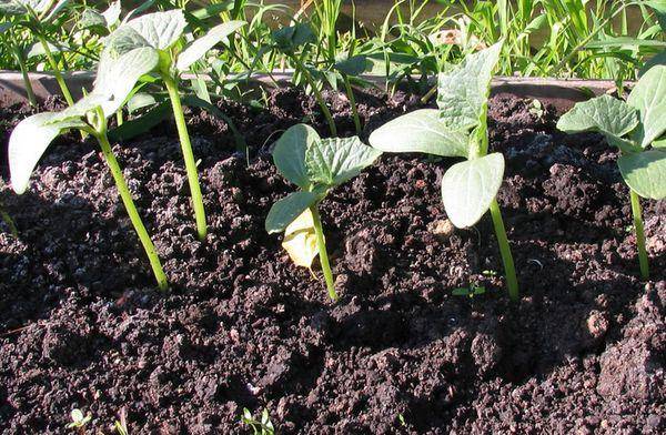 3 причины выращивать огурцы под укрывным материалом