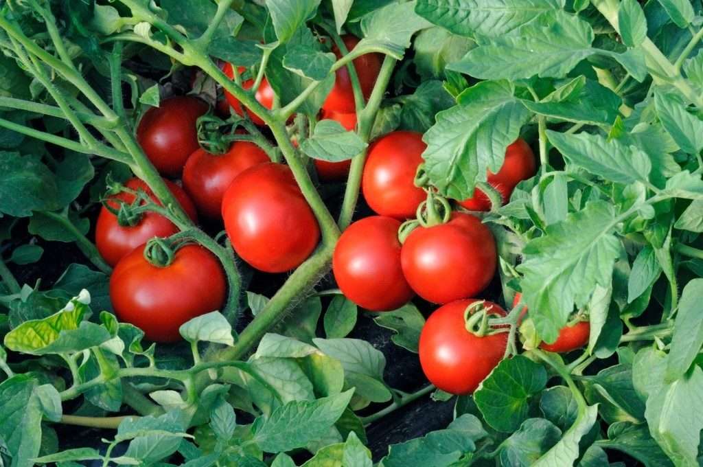 Характеристика и описание сорта томата Катя, его урожайность