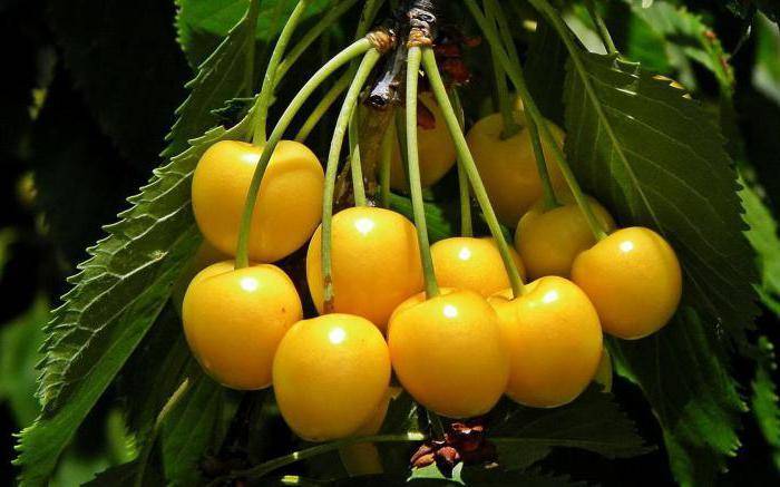 Черешня приусадебная жёлтая: как получить ранний урожай золотых ягод