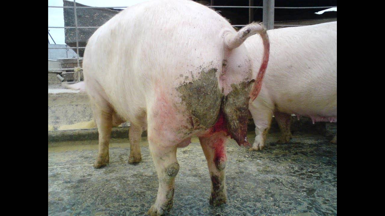 Как диагностируется и лечится рожа у свиней
