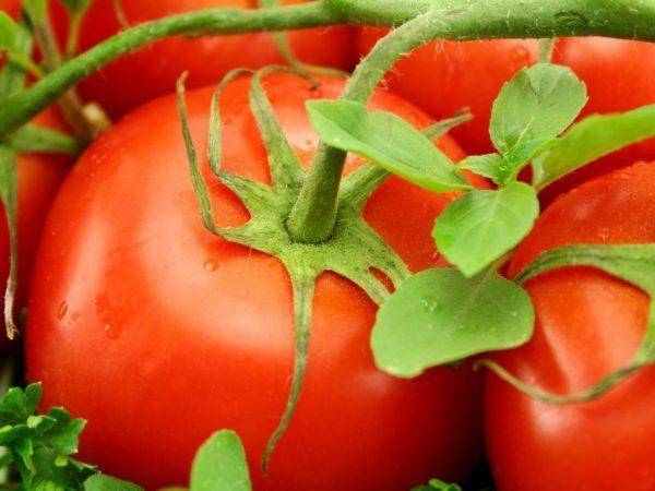 Неприхотливый томат джина: стабильные урожаи в любое лето