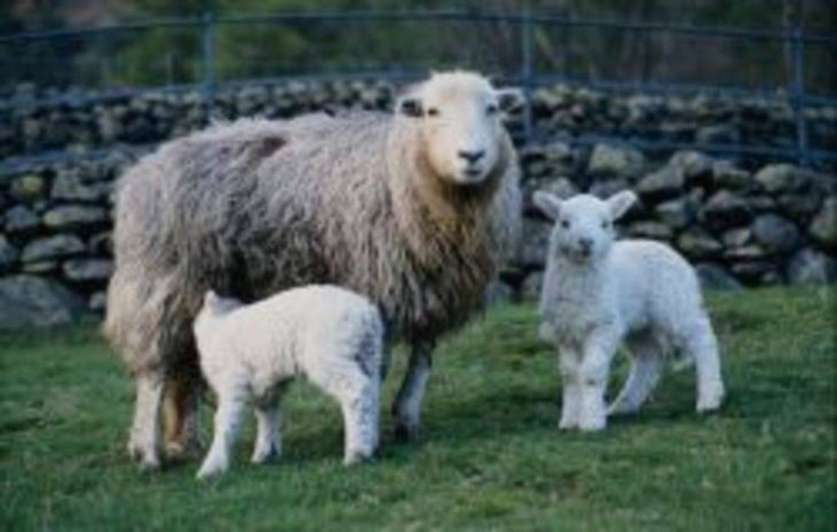 Курдючные породы овец: описание, разведение