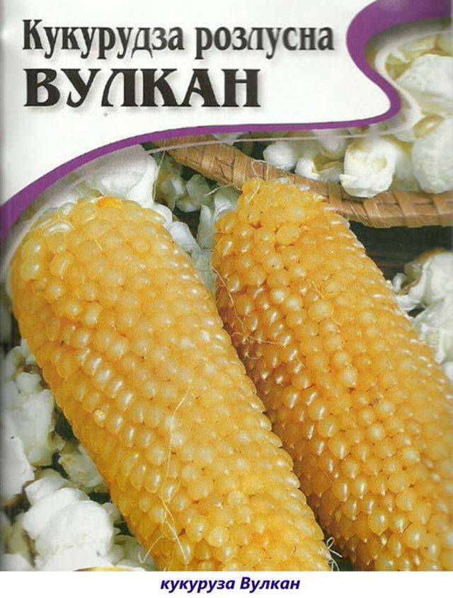 Топ 50 лучших сортов кукурузы с описанием и характеристиками