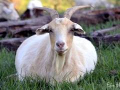 Признаки и длительность беременности у козы