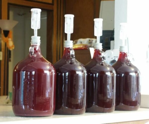 6 пошаговых рецептов, как в домашних условиях сделать вино из винограда сорта изабелла