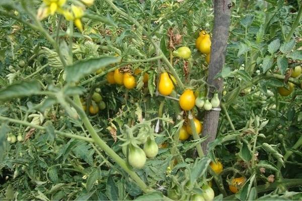 Описание сорта томата Золотая кисть, особенности выращивания и ухода