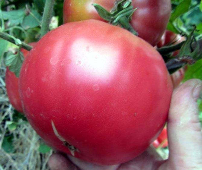 Характеристика и описание сорта томата Никола, урожайность