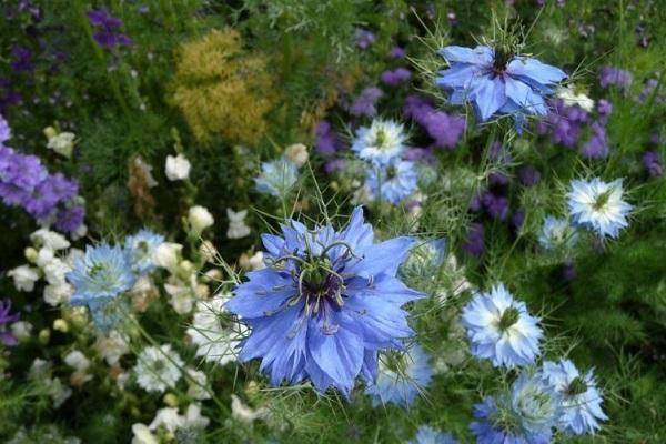 Секреты выращивания полезного и декоративного растения нигелла (чернушка) в саду