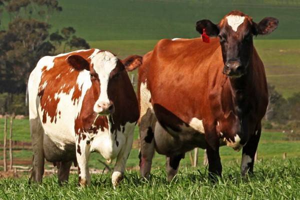 Характеристика англерской породы коров, правила ухода, плюсы и минусы