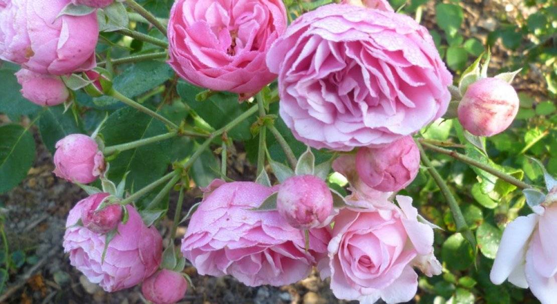Роза кордес (kordes) — что это за садовая группа