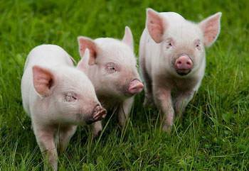 Особенности разведения свиней: кормление, уход, содержание